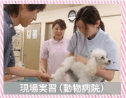 現場実習（動物病院）